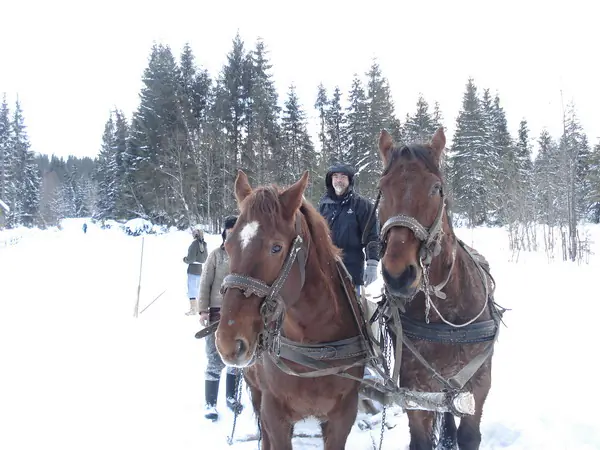 Two harnessed brown horses waiting in the snow with their driver