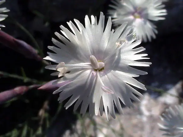 Close-up of a white fringed wild carnation growing on rocks