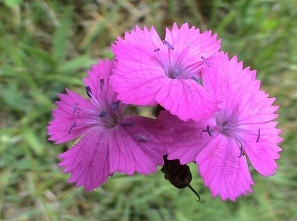 Apuseni scenery — fotografia 7