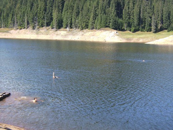 Swimming — fotografia 3