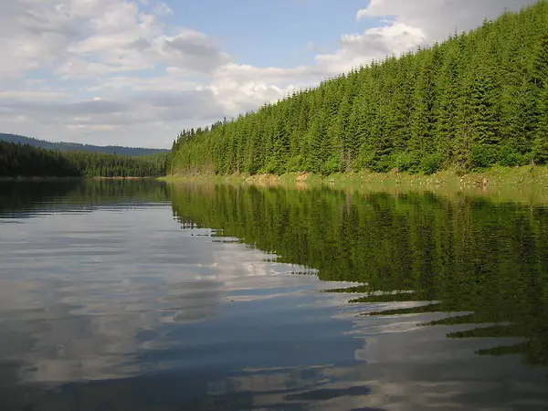 Still lake reflecting the fir forest and clouds