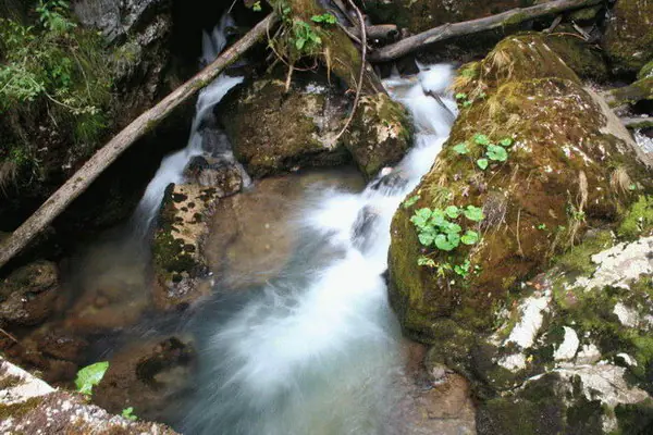 Stream rushing between mossy boulders and fallen logs in Galbenei Gorge