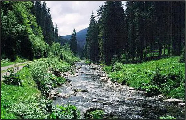 Someșul Cald river flowing through a green valley lined with fir trees