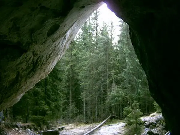 Fir forest seen through the arched entrance of Humpleului Cave