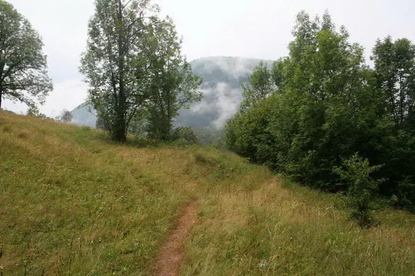 Footpath climbing through a hay meadow towards misty hills